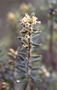 Ericaceae - Leptecophylla tameiameiae 