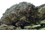 Fabaceae - Acacia koa 