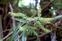 Asteliaceae - Astelia menziesiana 