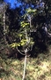 Euphorbiaceae - Claoxylon sandwicense 