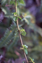 Rubiaceae - Coprosma menziesii 