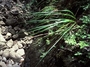 Poaceae - Eragrostis grandis 