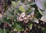 Aquifoliaceae - Ilex anomala 