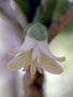 Rutaceae - Melicope spathulata 