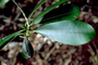 Apocynaceae - Pteralyxia kauaiensis 