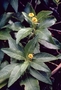 Asteraceae - Lipochaeta succulenta 