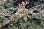 Begoniaceae - Hillebrandia sandwicensis 
