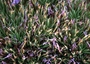 Cyperaceae - Oreobolus furcatus 