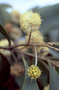 Fabaceae - Acacia koa (koa)
