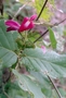 Fabaceae - Canavalia hawaiiensis 