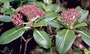 Hydrangeaceae - Broussaisia arguta 