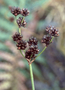 Juncaceae - Juncus planifolius 