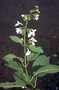 Lamiaceae - Haplostachys haplostachya 