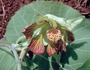 Malvaceae - Abutilon sandwicense (greenflower indian mallow)
