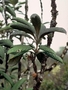 Pittosporaceae - Pittosporum gayanum 