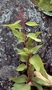 Polygonaceae - Rumex albescens 