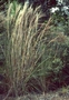 Poaceae - Andropogon bicornis 