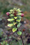 Primulaceae - Lysimachia daphnoides 