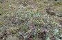 Primulaceae - Lysimachia daphnoides 
