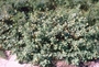 Malvaceae - Sida fallax 
