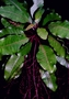 Amaranthaceae - Charpentiera obovata 
