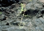 Nyctaginaceae - Boerhavia herbstii 