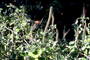 Amaranthaceae - Achyranthes sp. 