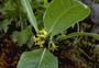 Loganiaceae - Geniostoma hirtellum 