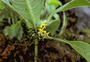 Loganiaceae - Geniostoma hirtellum 