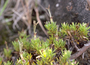 Rubiaceae - Coprosma ernodeoides 