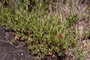 Rubiaceae - Coprosma ernodeoides 