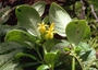 Loganiaceae - Geniostoma hedyosmifolium 