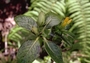 Loganiaceae - Geniostoma hedyosmifolium 