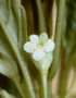 Gesneriaceae - Cyrtandra lysiosepala 