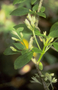 Gesneriaceae - Cyrtandra grayi 