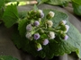 Asteraceae - Ageratum conyzoides 