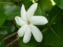 Rubiaceae - Gardenia taitensis 