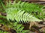 Aspleniaceae - Asplenium insiticium 