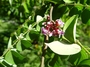 Oxalidaceae - Averrhoa carambola 