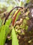 Polypodiaceae - Belvisia mucronata 