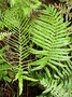 Blechnaceae - Blechnum pacificum 