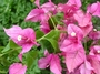 Nyctaginaceae - Bougainvillea x buttiana 