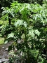 Caricaceae - Carica papaya 