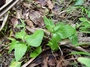 Asteraceae - Adenostemma viscosum 