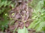 Asteraceae - Adenostemma viscosum 
