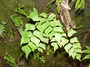 Pteridaceae - Adiantum trapeziforme 