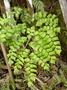 Pteridaceae - Adiantum trapeziforme 