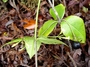 Apocynaceae - Alyxia stellata 