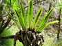 Aspleniaceae - Asplenium australasicum 