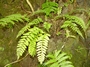 Aspleniaceae - Asplenium tenerum 